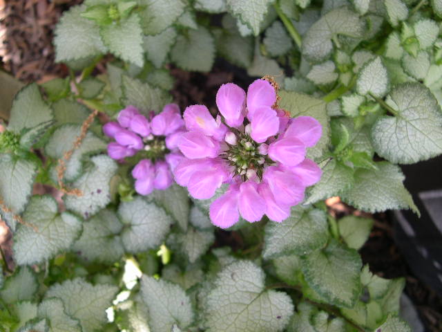 LAMIUM &