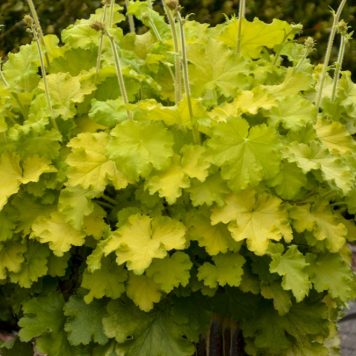 HEUCHERA &