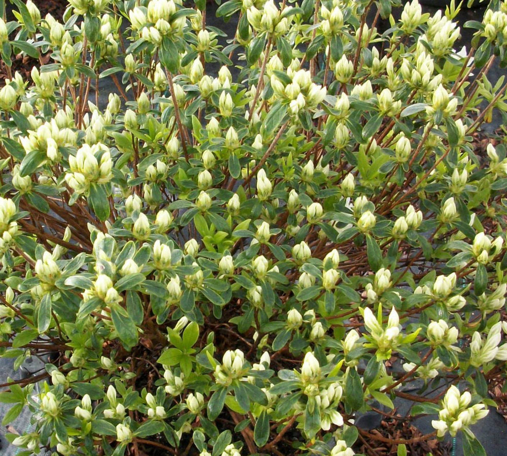 AZALEA &