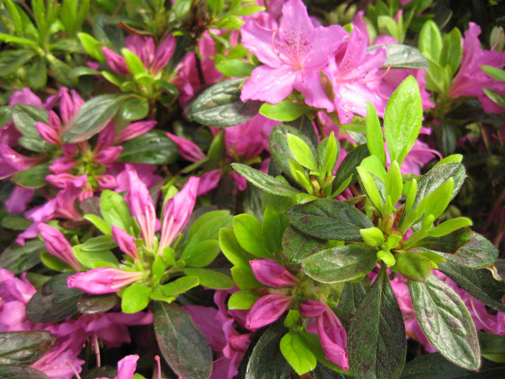 AZALEA &