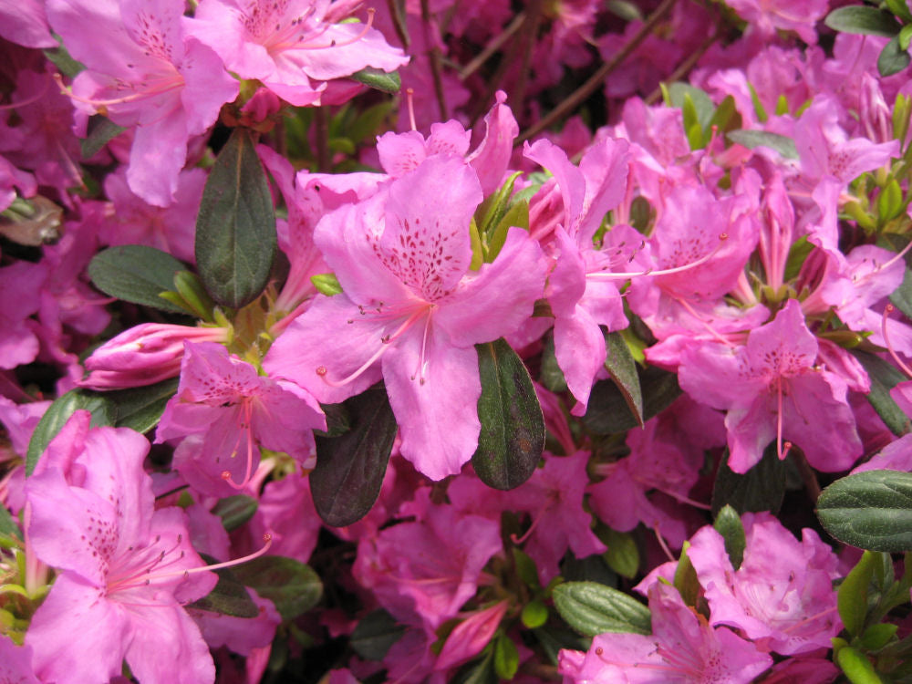 AZALEA &