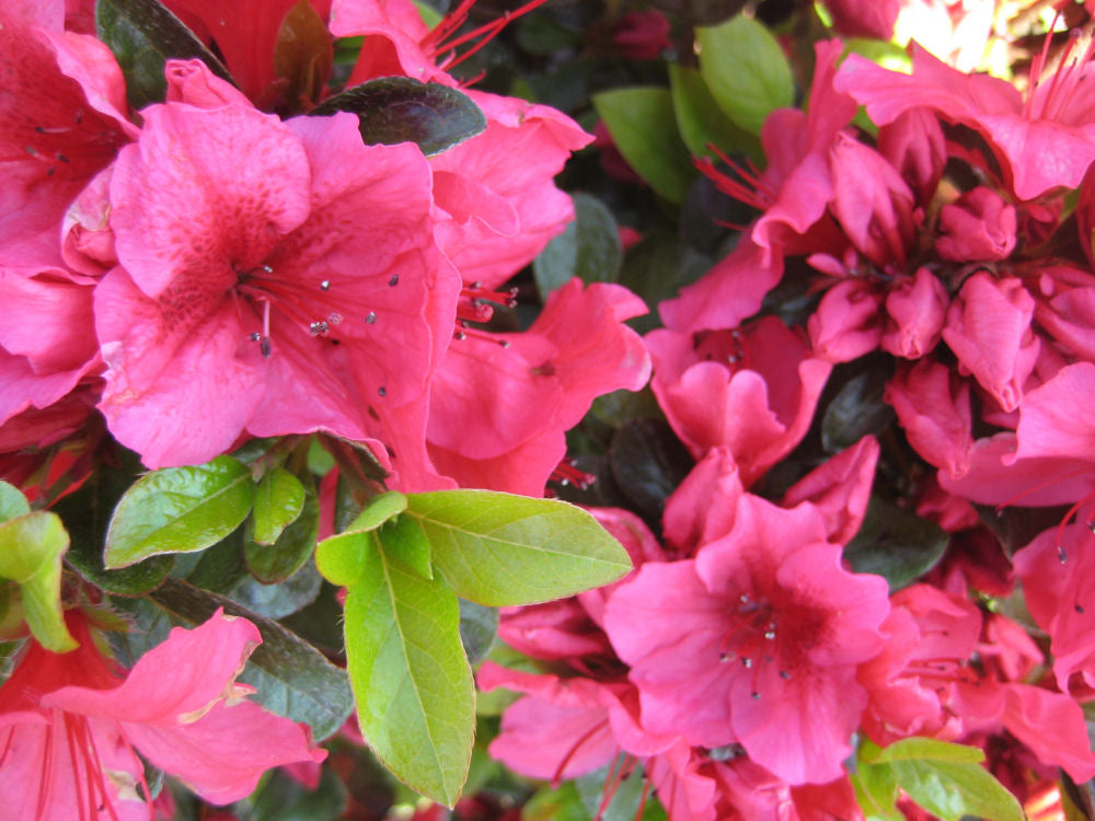 AZALEA &