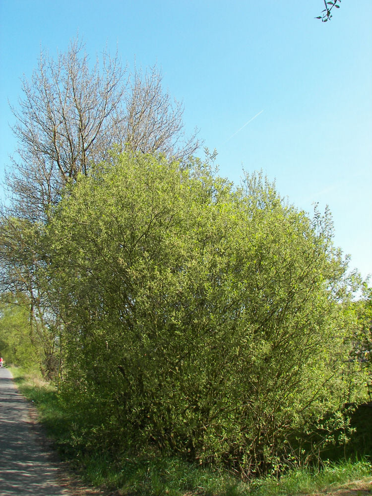 SALIX CAPREA - 3 gallon (Goat Willow)