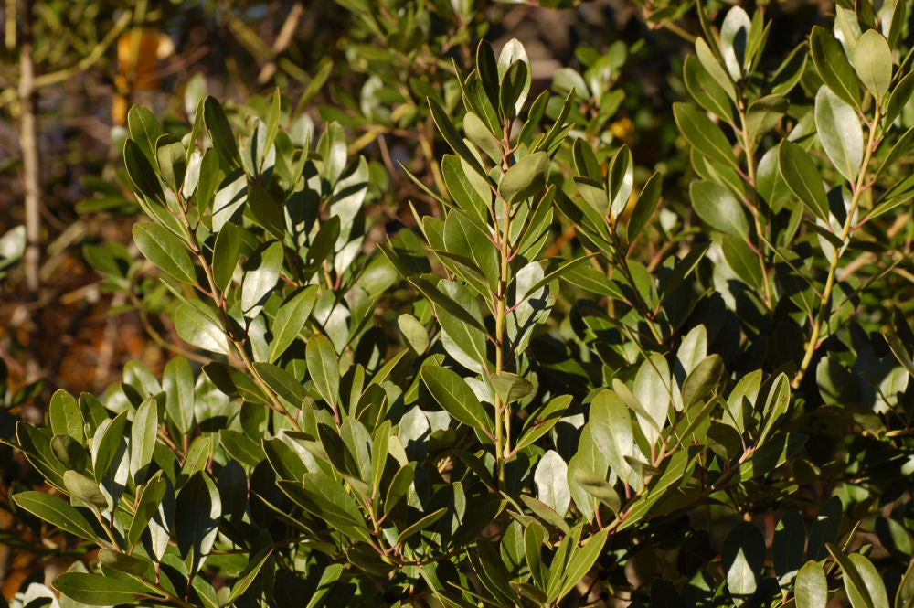 ILEX, GLABRA &