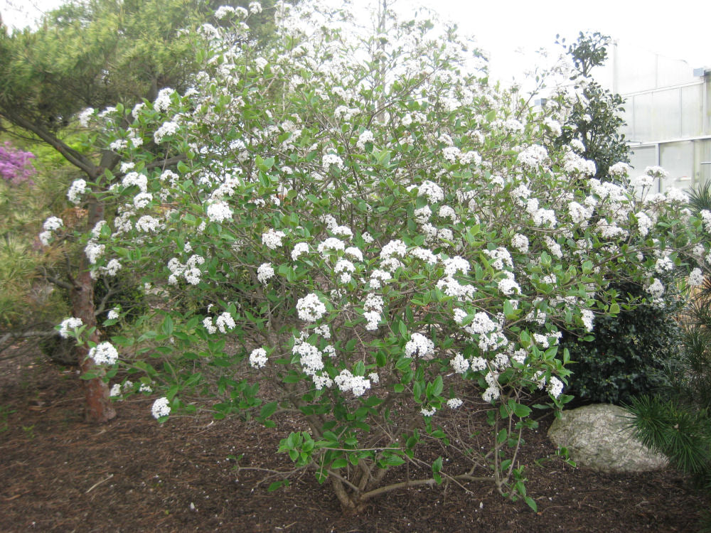 VIBURNUM &