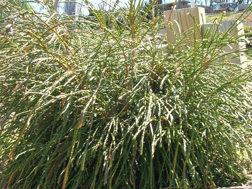 THUJA &