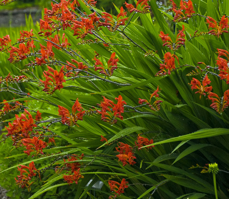 CROCOSMIA &