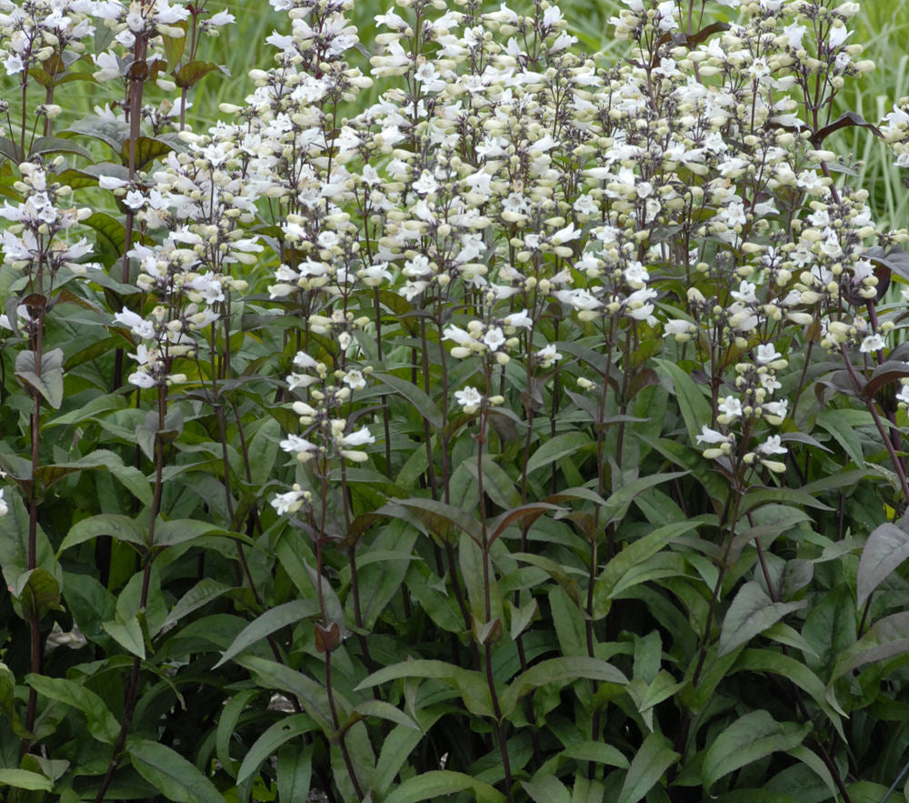 PENSTEMON &