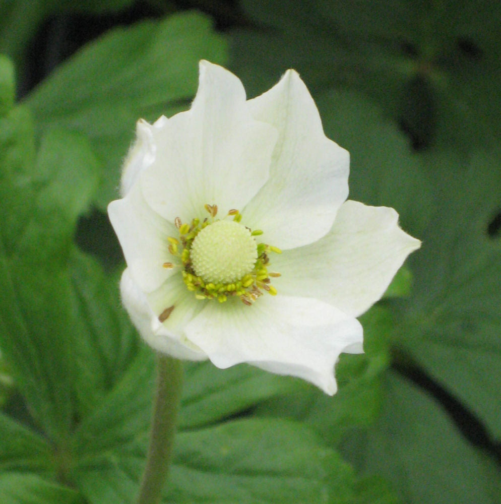 ANEMONE &