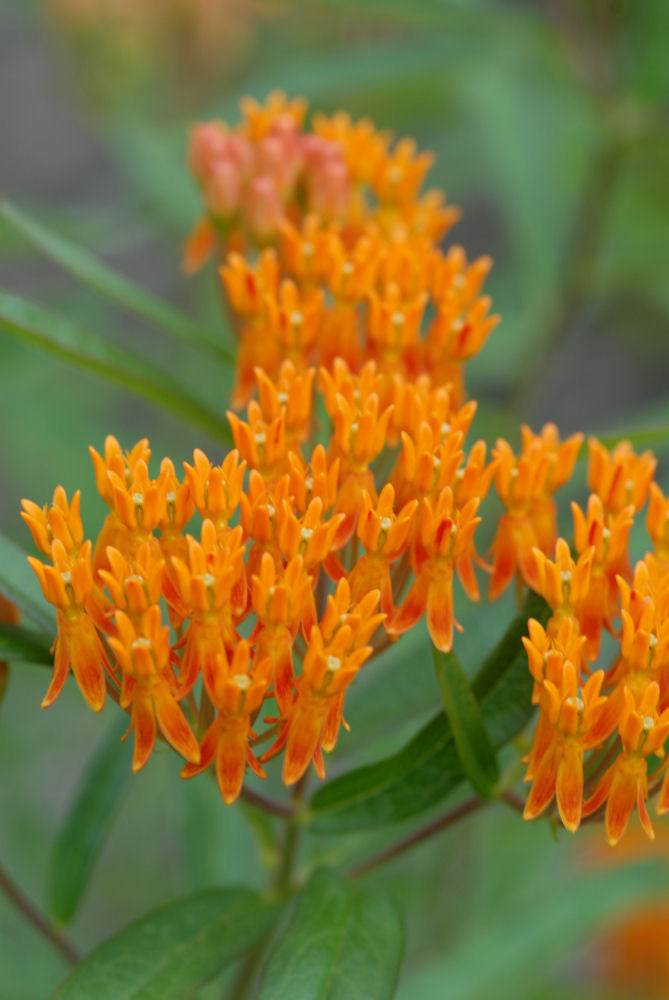 ASCLEPIAS &