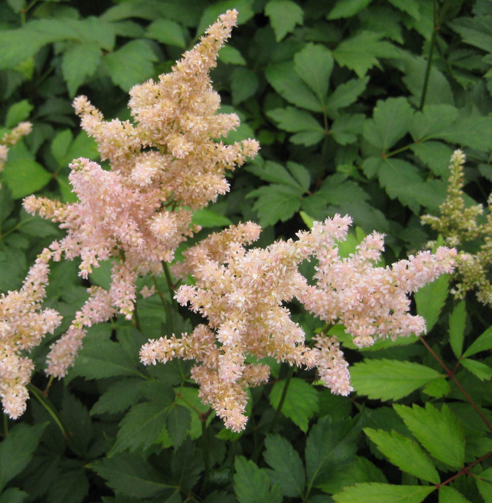 ASTILBE &
