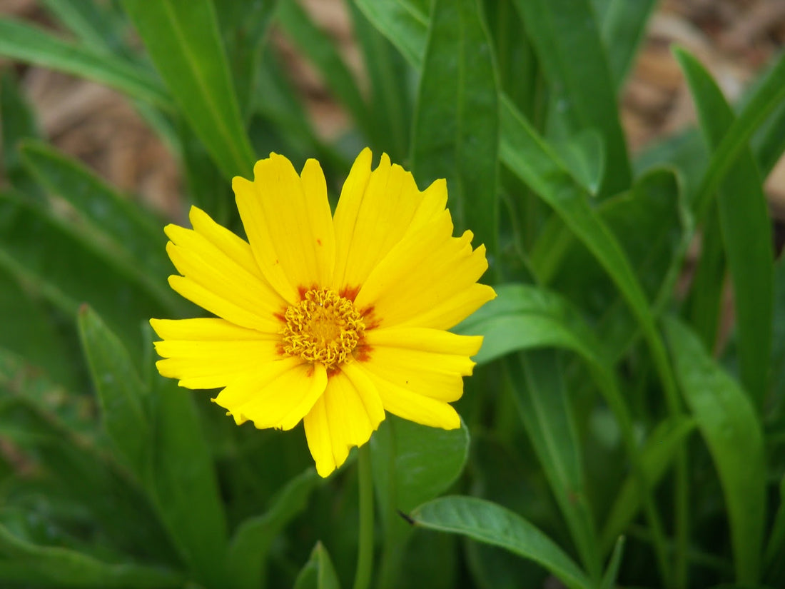 COREOPSIS &