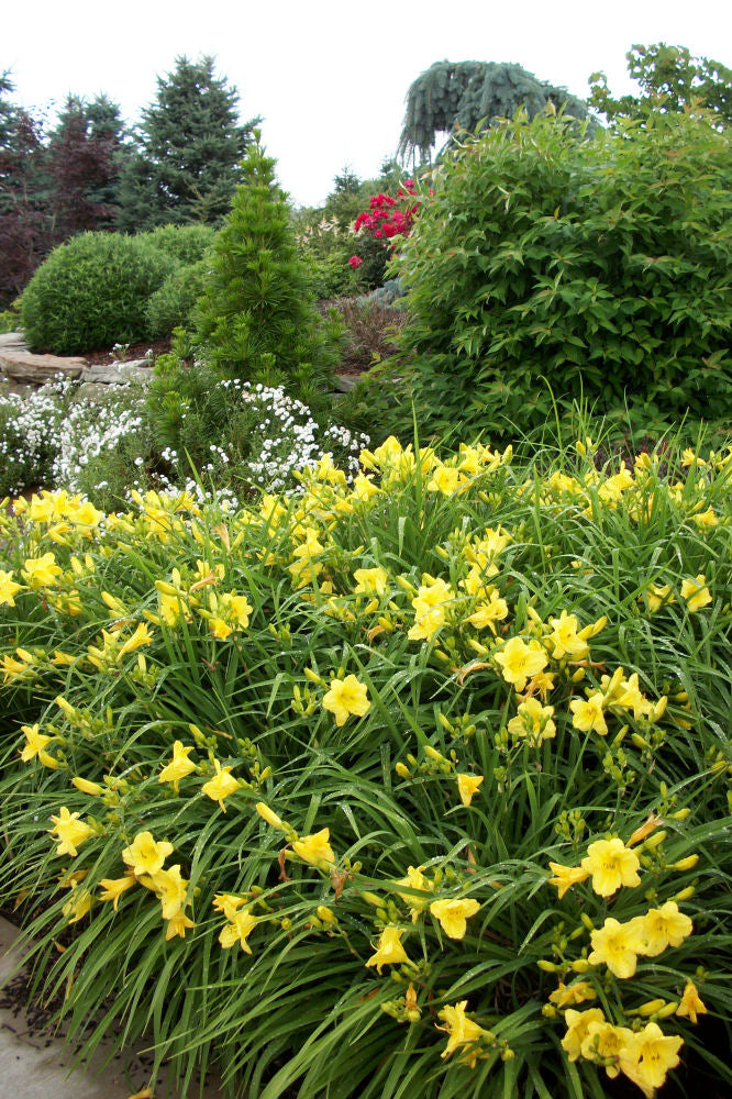 HEMEROCALLIS &