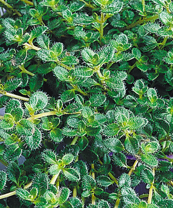 THYMUS &