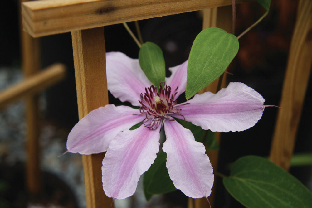 CLEMATIS &