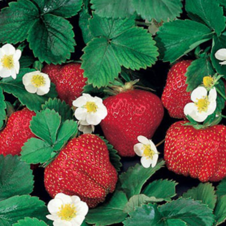 STRAWBERRY &