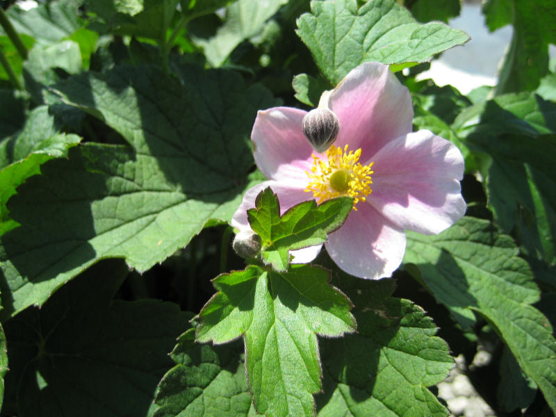 ANEMONE &