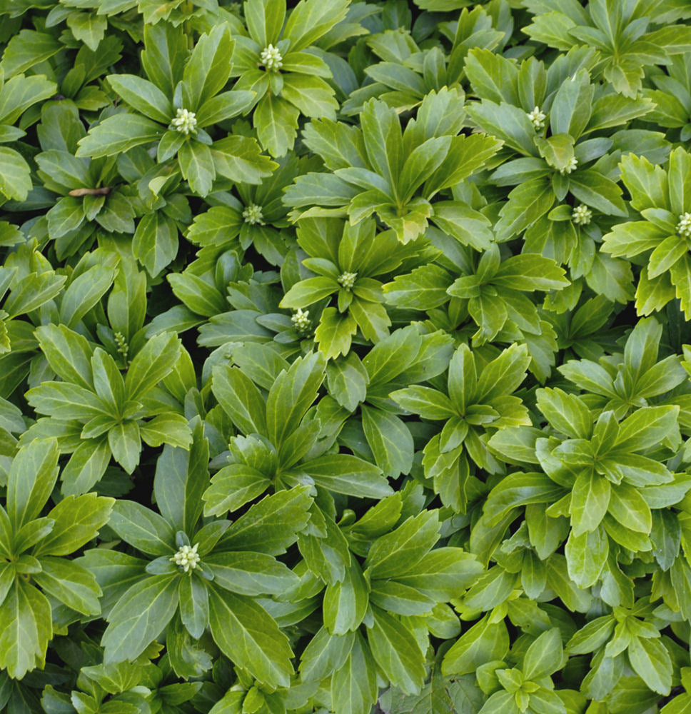 PACHYSANDRA TERMINALIS - 1 gallon (Japanese Spurge)