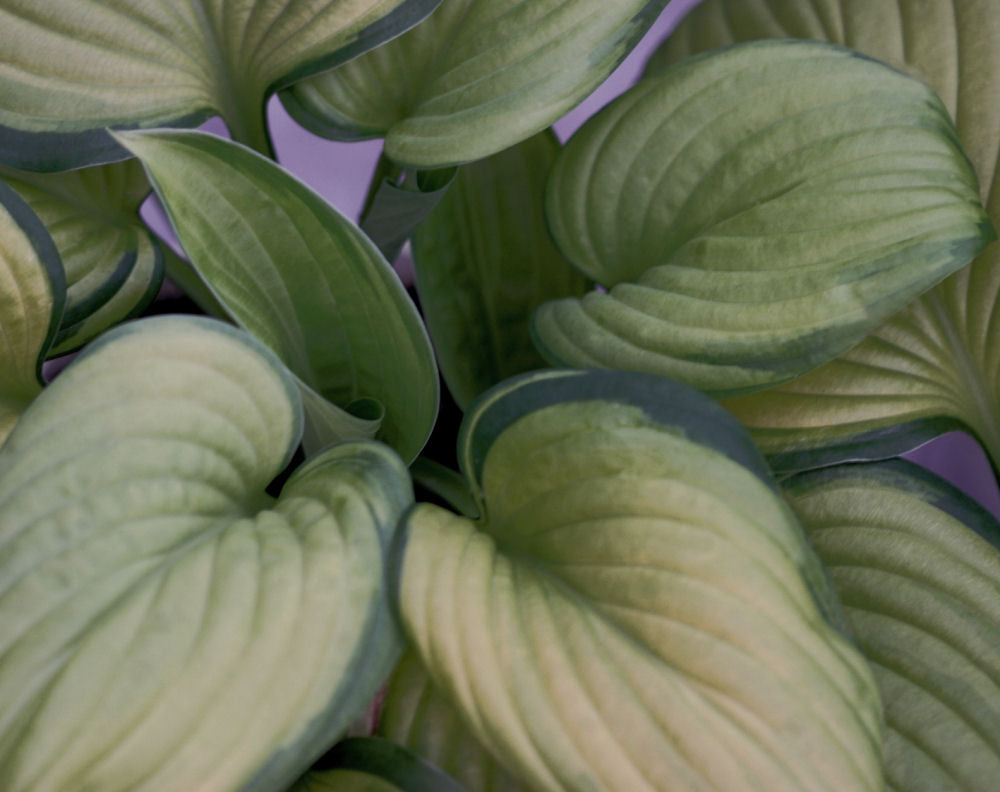 HOSTA &