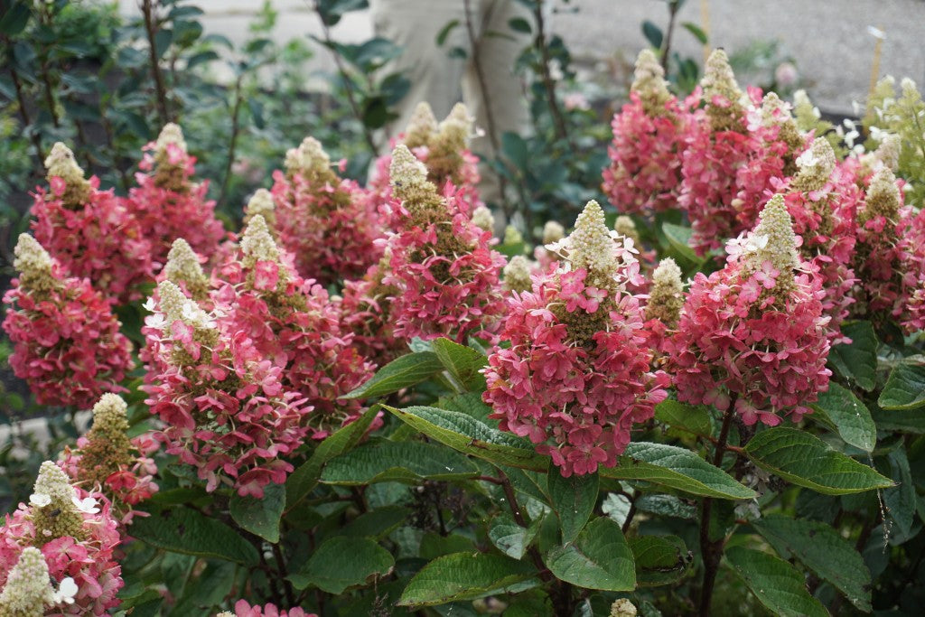 HYDRANGEA, PANICULATA &