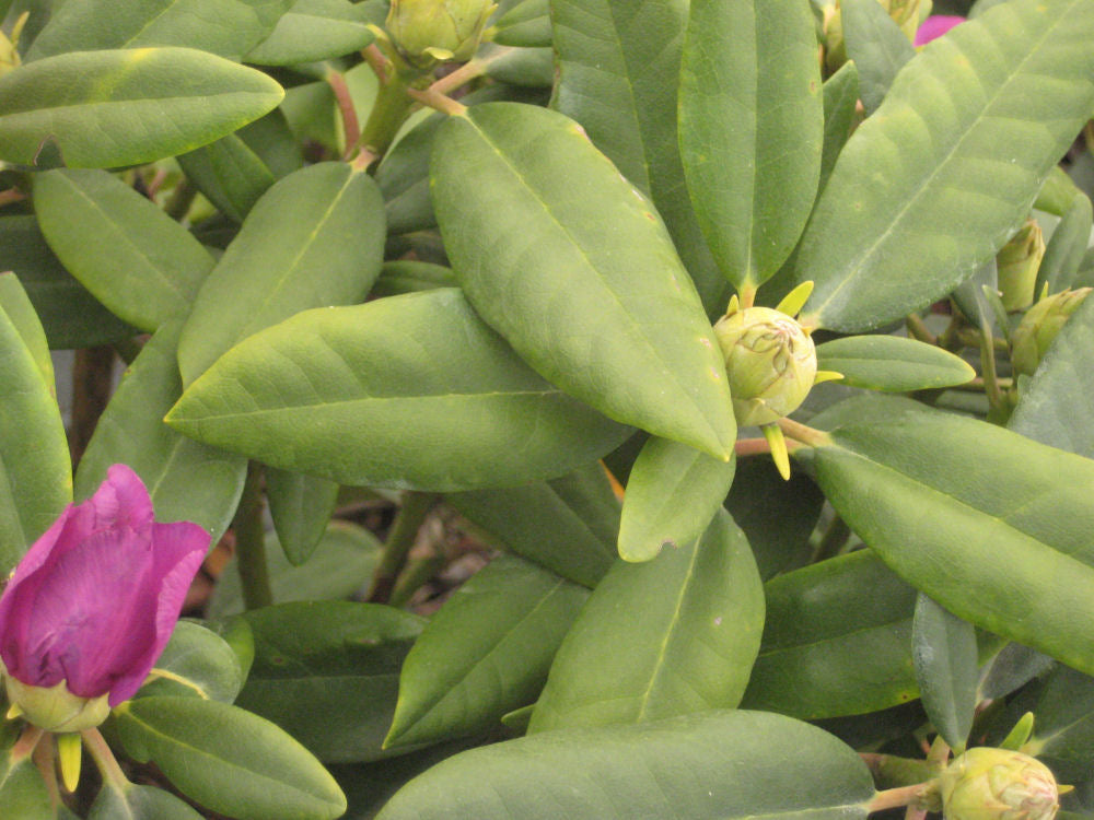 RHODODENDRON CATCATAWBIENSE BOURSAULT&