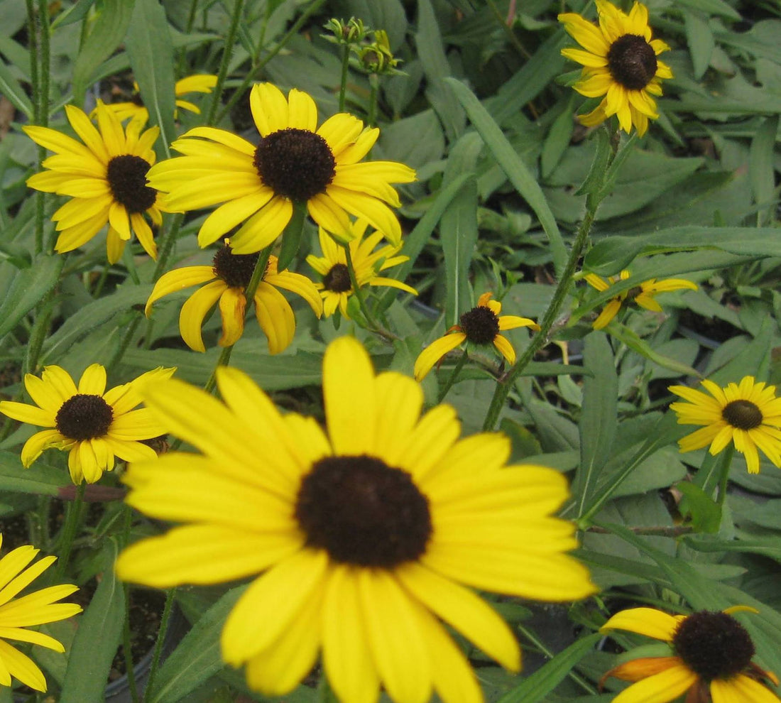 RUDBECKIA &
