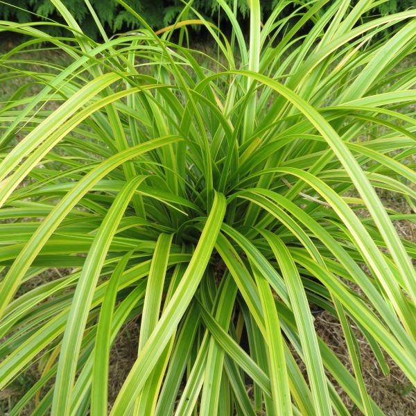 GRASS, CAREX &