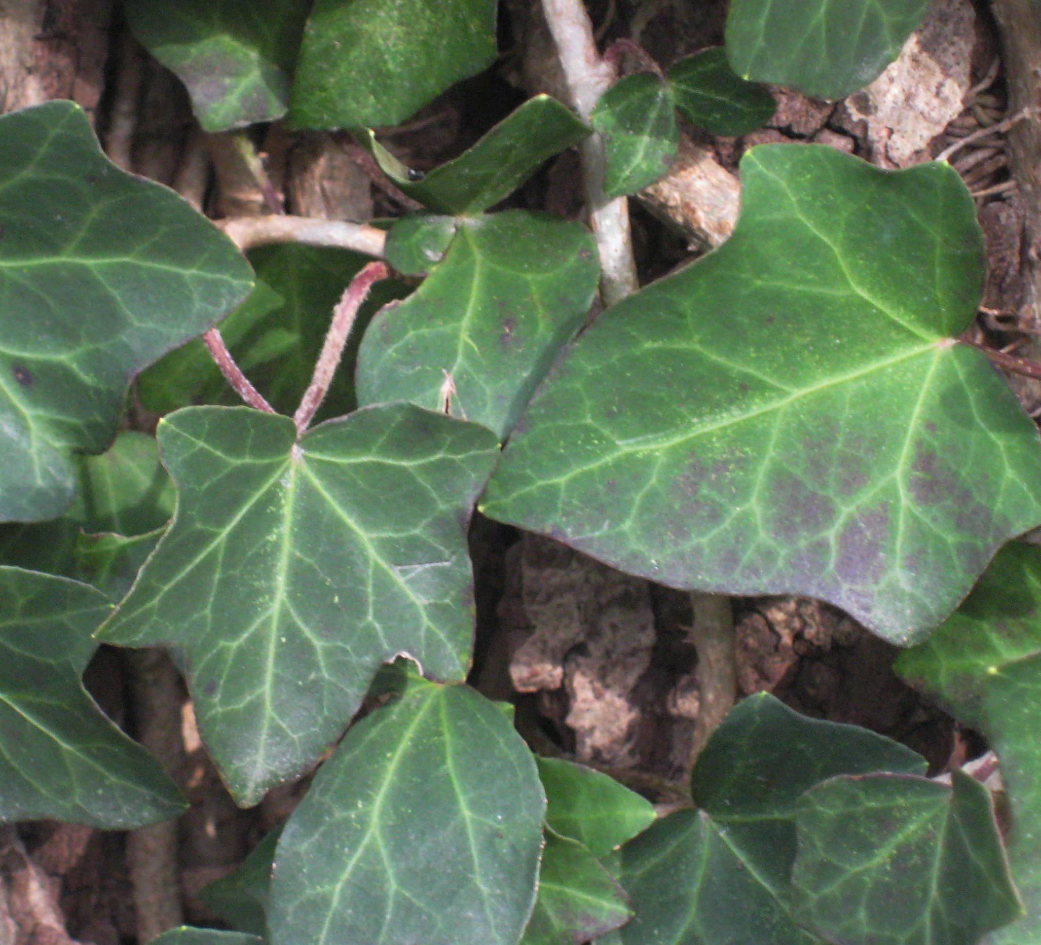 HEDERA &