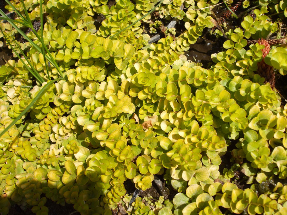 LYSIMACHIA NUMMULARIA &