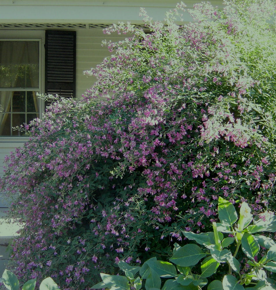 LESPEDEZA &