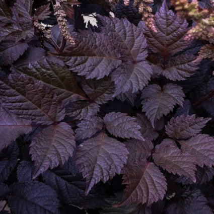 ASTILBE &
