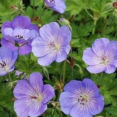 GERANIUM &
