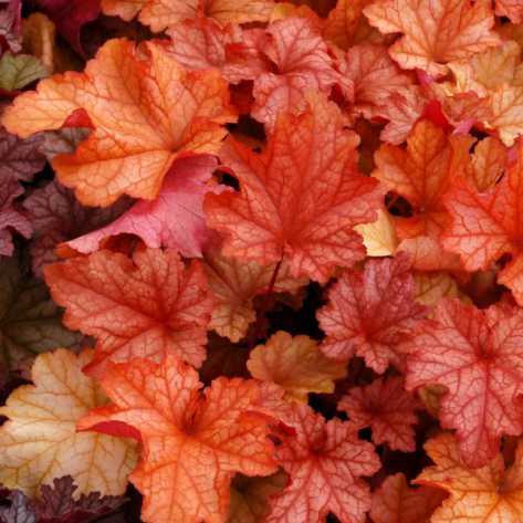 HEUCHERA &