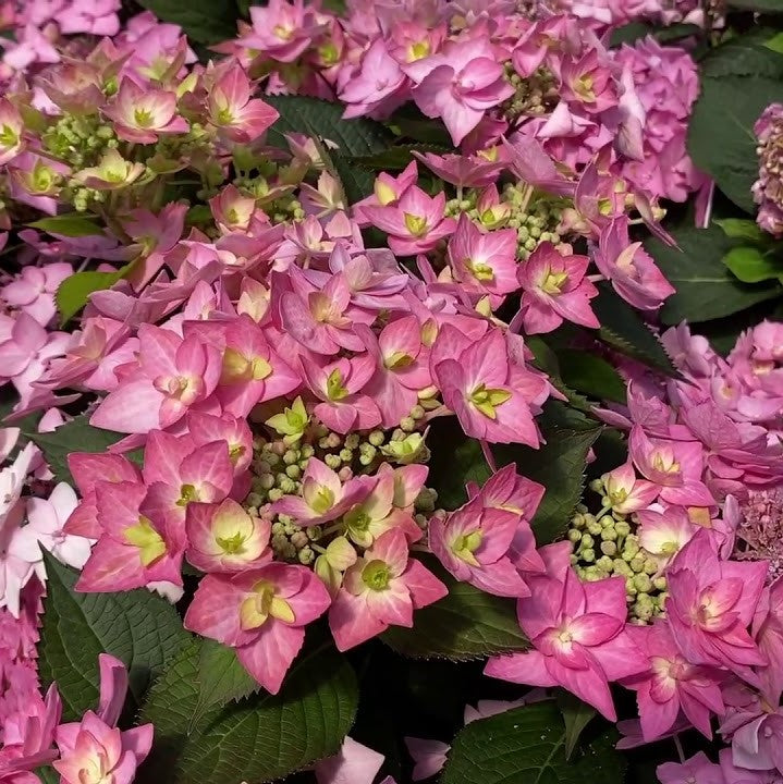 HYDRANGEA, SERRATA &
