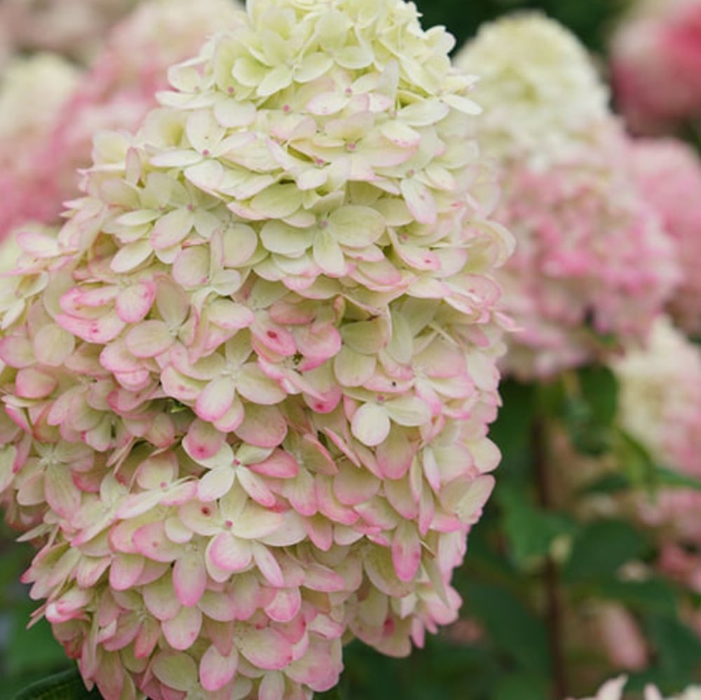 HYDRANGEA, PANICULATA &