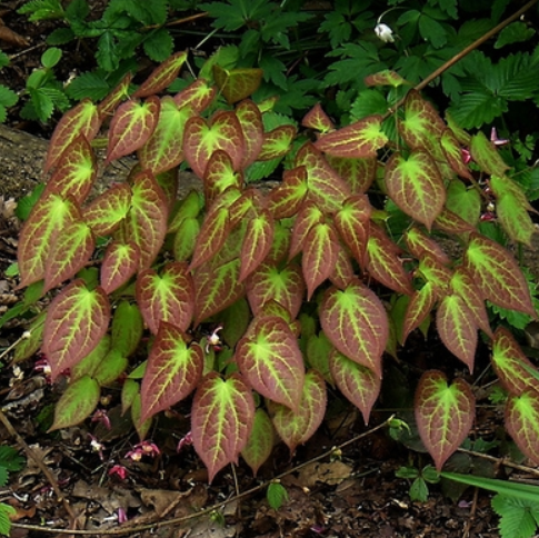 EPIMEDIUM RUBRUM - 1 gallon (Barrenwort)