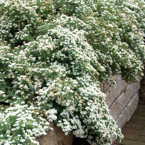 ASTER &