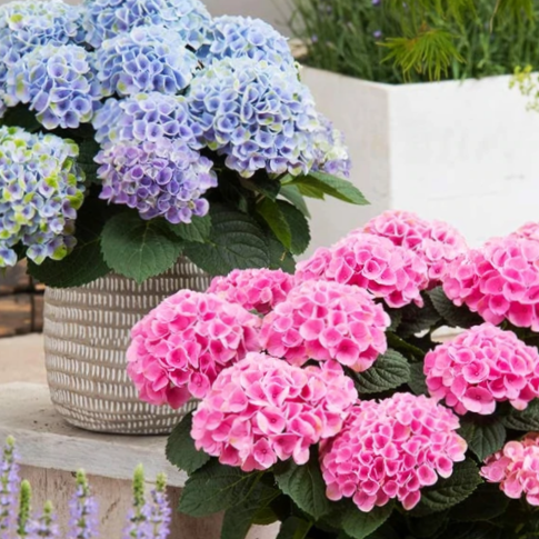 HYDRANGEA, MACROPHYLLA &