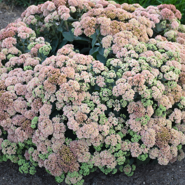 SEDUM &