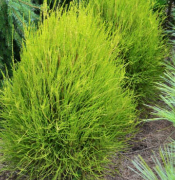 THUJA &
