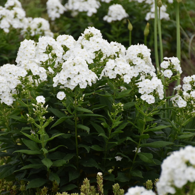 PHLOX &