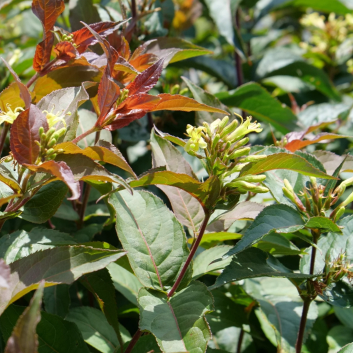 DIERVILLA LONICERA &