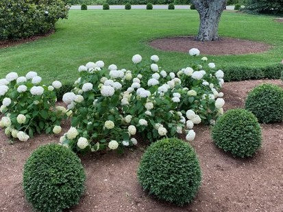 BUXUS &