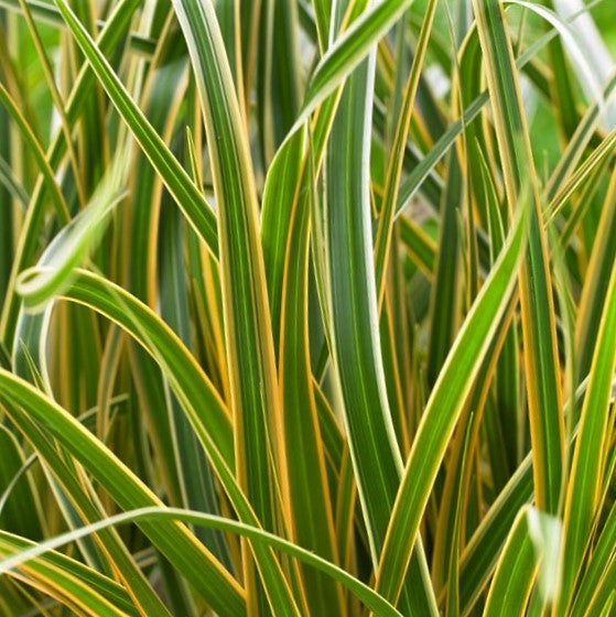 GRASS, CAREX &