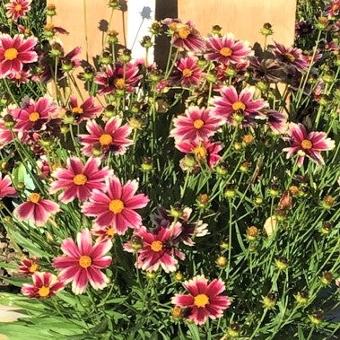 COREOPSIS &