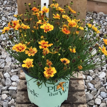 COREOPSIS &