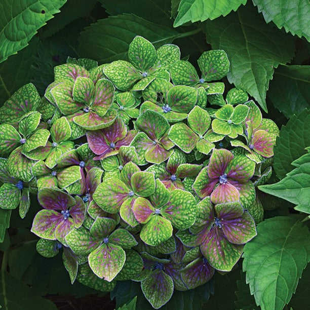 HYDRANGEA, MACROPHYLLA &