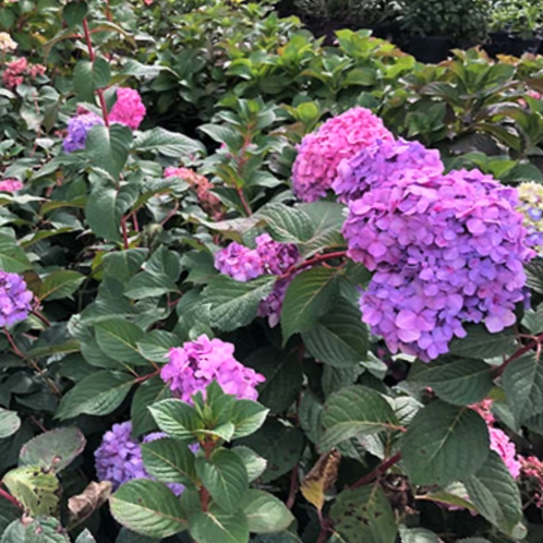 HYDRANGEA, MACROPHYLLA &