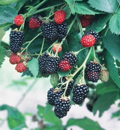 BLACKBERRYT &