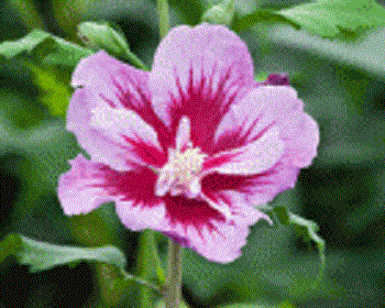 HIBISCUS &